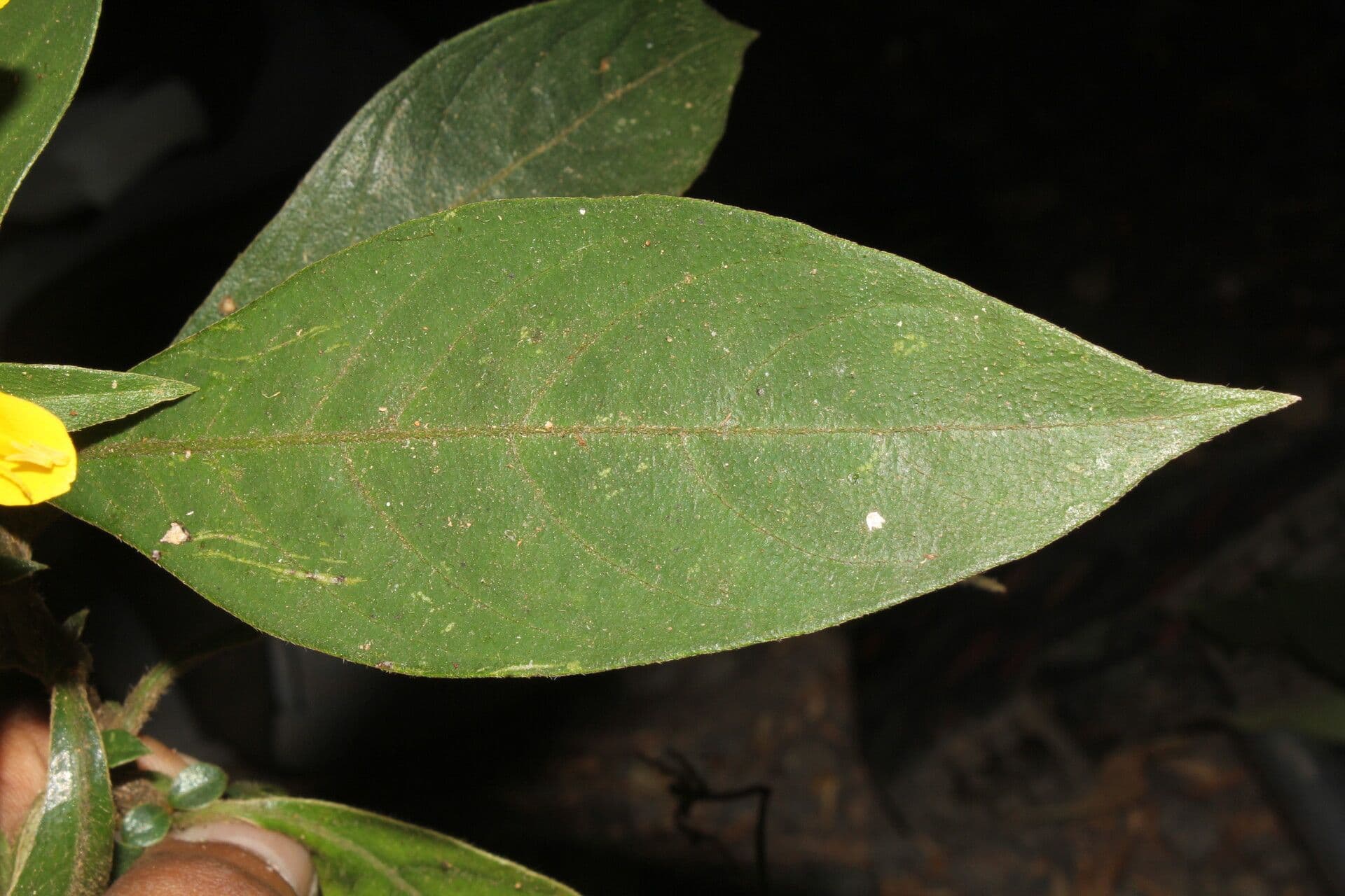 Barleria 9