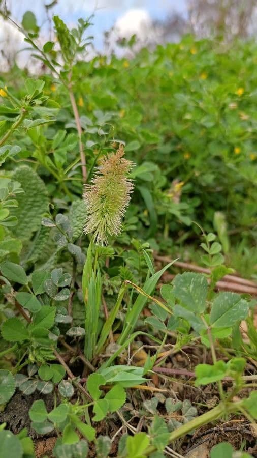 Lamarckia dorata 9
