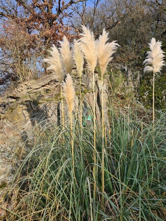 Erba delle pampas 7