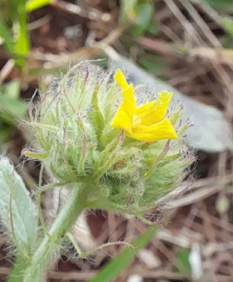 Waltheria communis