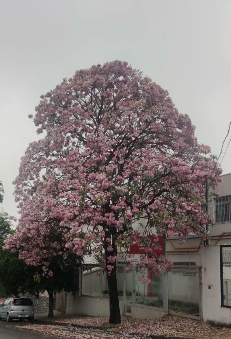 Tabebuia 9
