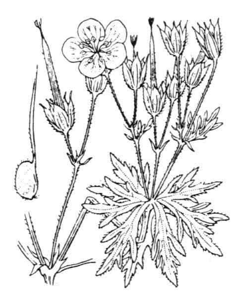 Geránium potočné 23