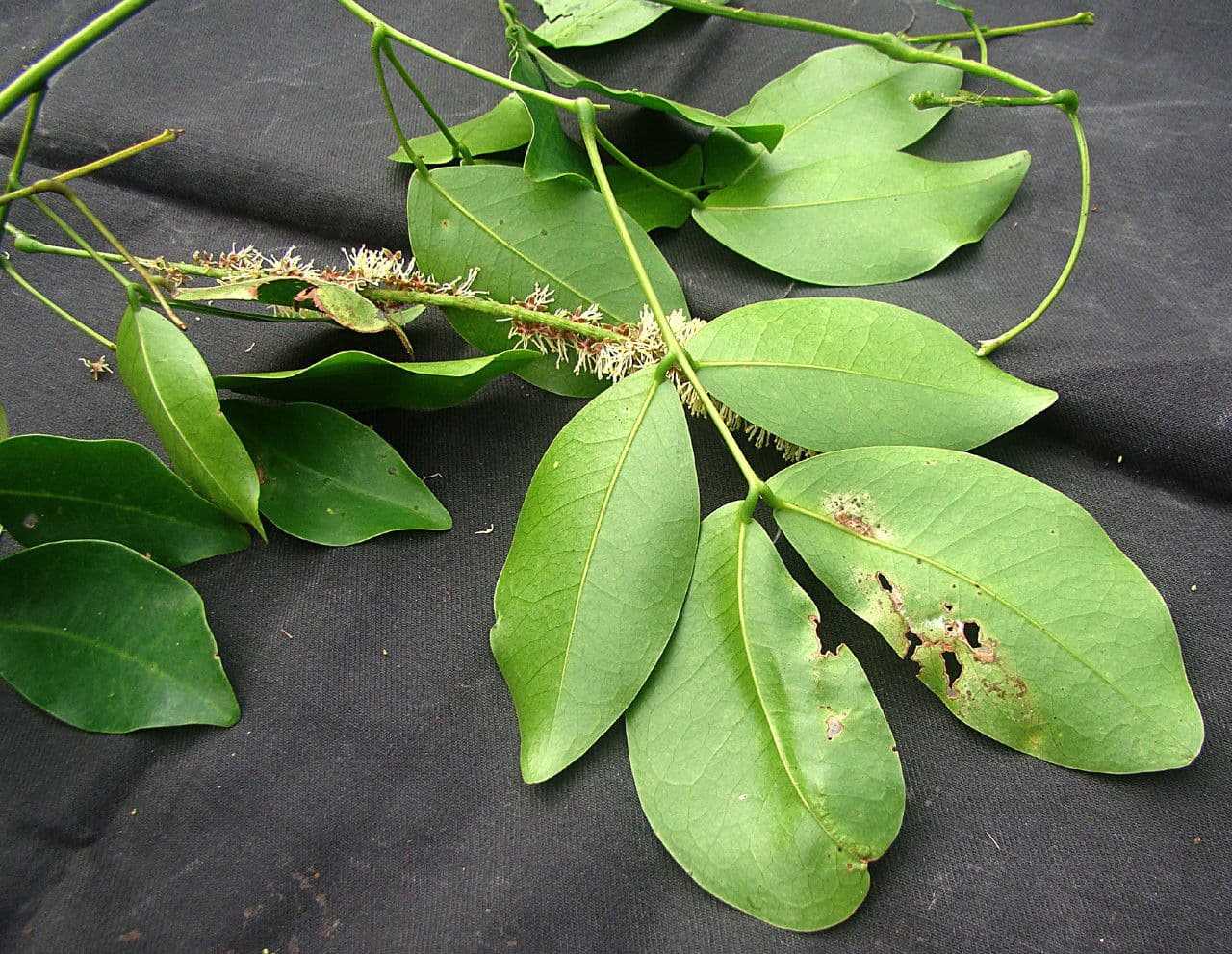 Entada phaseoloides 15