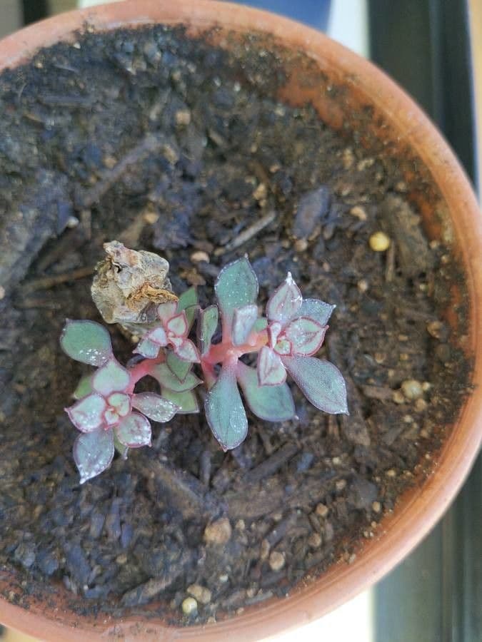 Echeveria 9