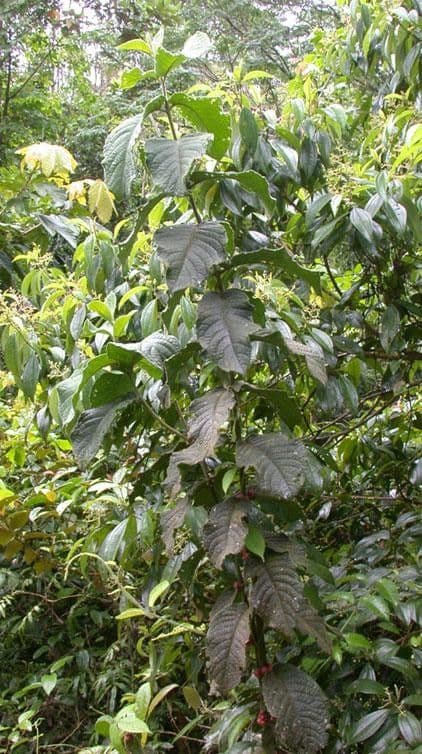 Siparuna 8