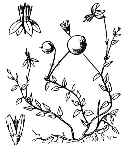 Ossicocco 26