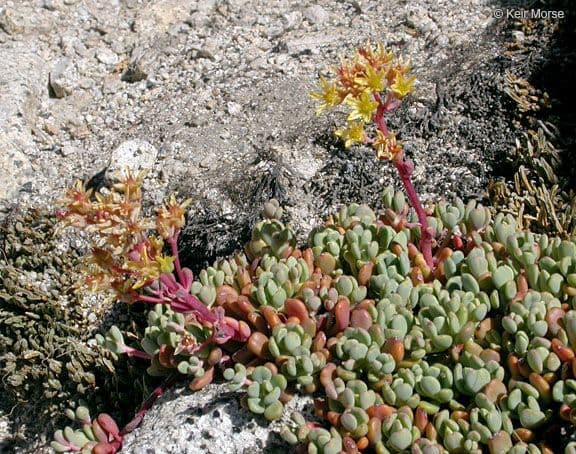 Borracina ottusa 9