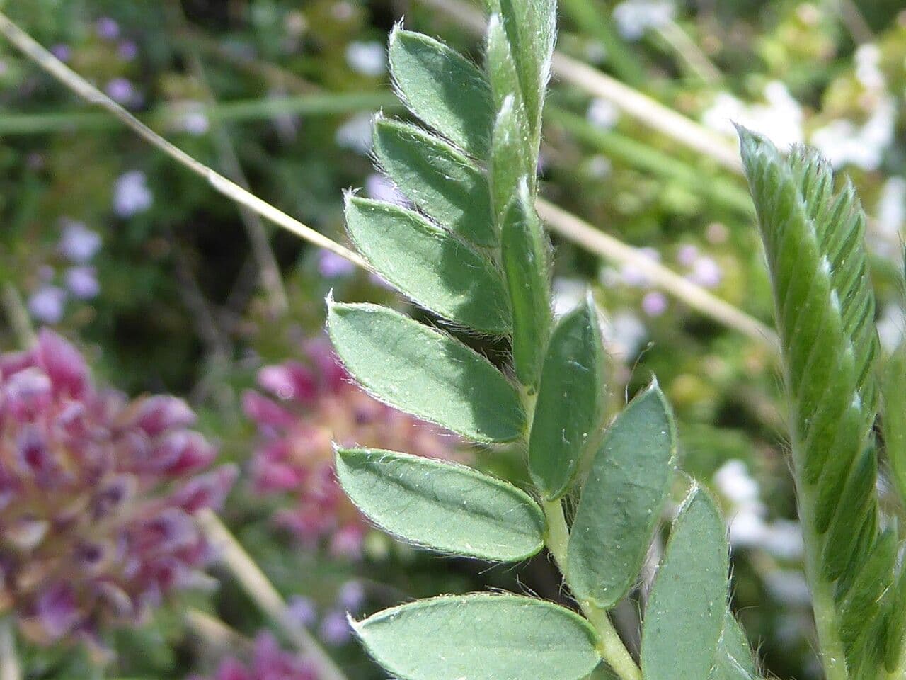 Padrillo 20