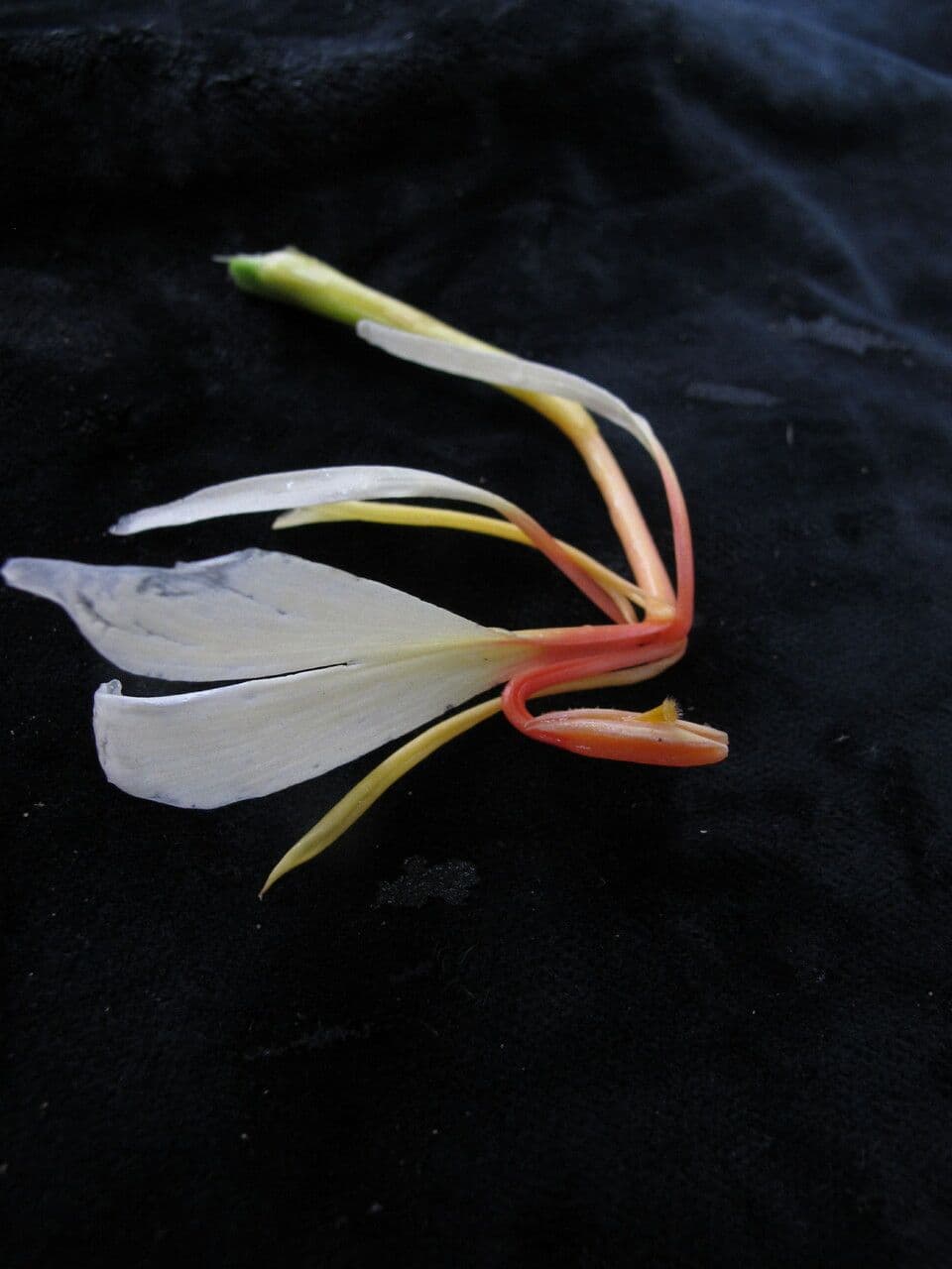 Hedychium 4