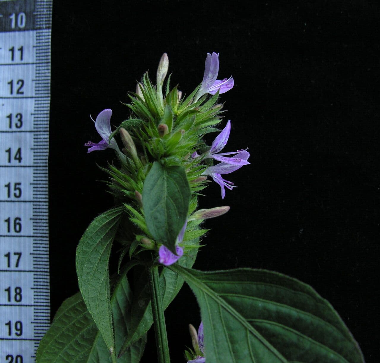 Dicliptera 6