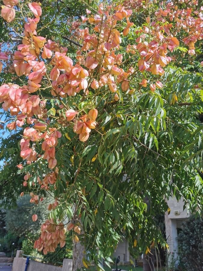 Chinesischer Lackbaum 4