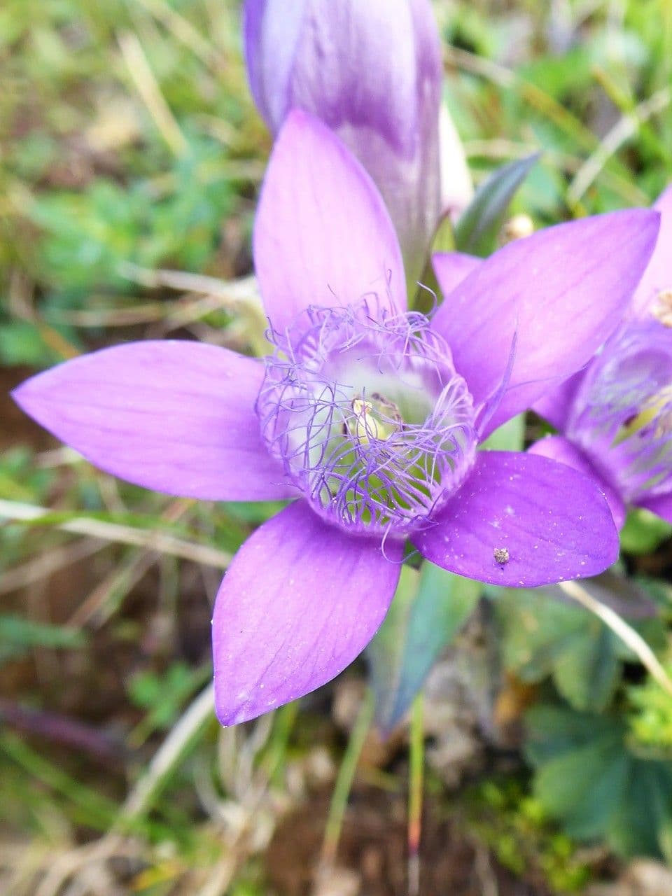 Genzianella austriaca 4