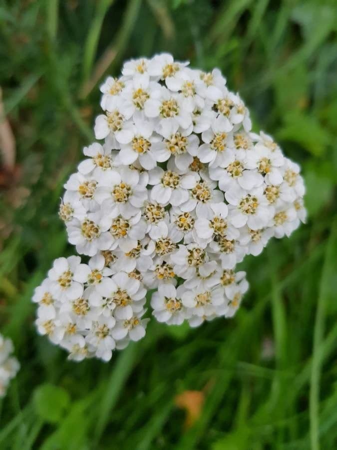 Achillée millefeuille 10