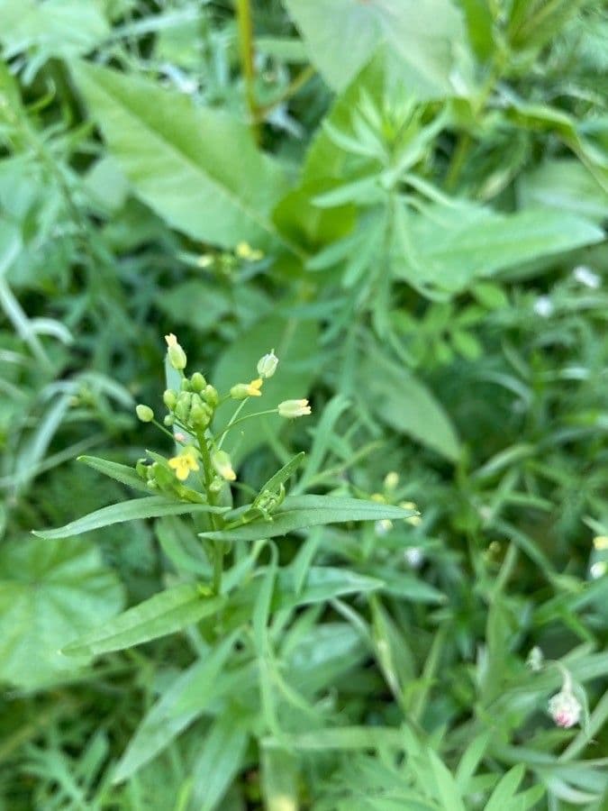 Camelina 6