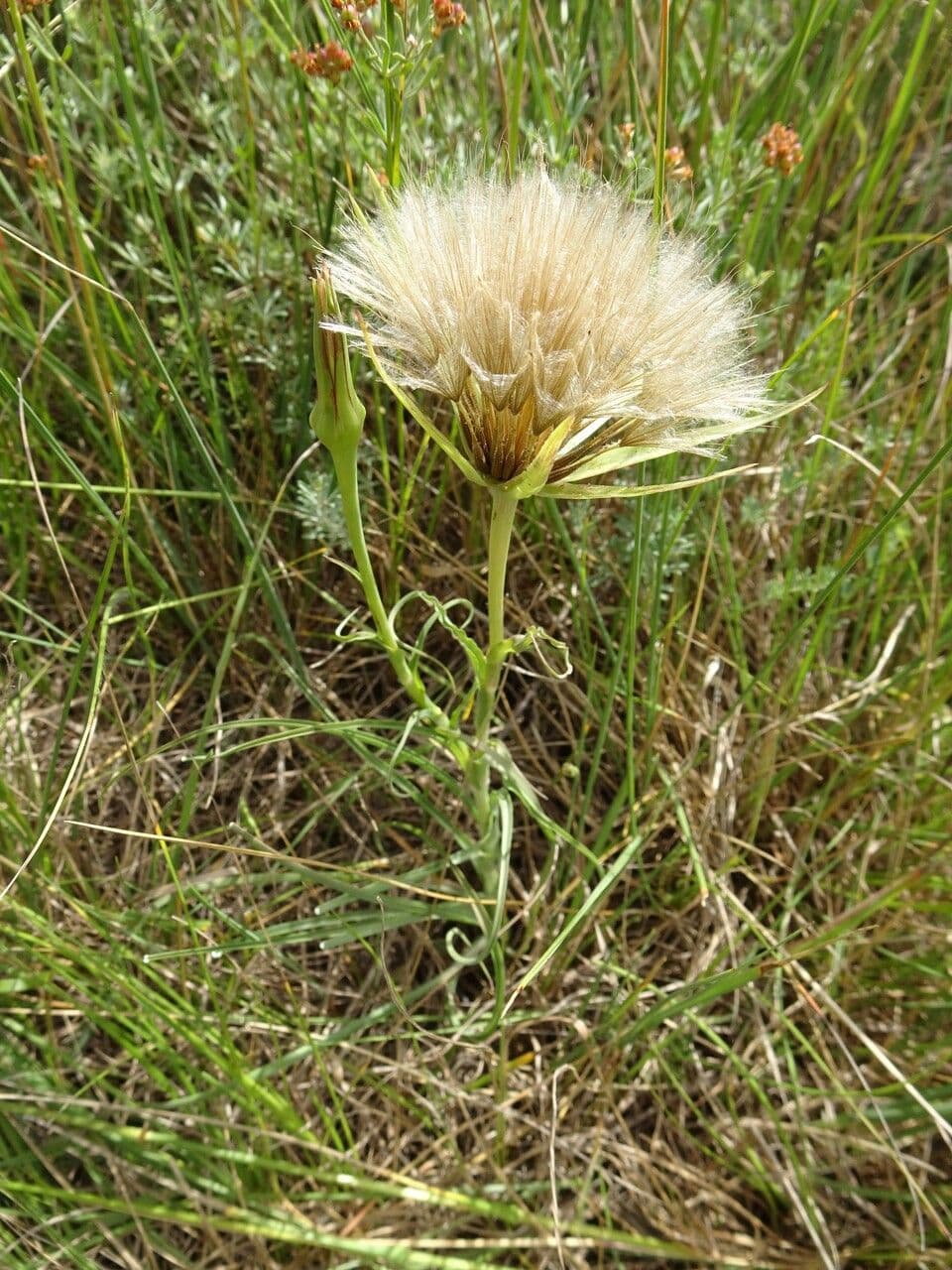 Haferwurzel 12