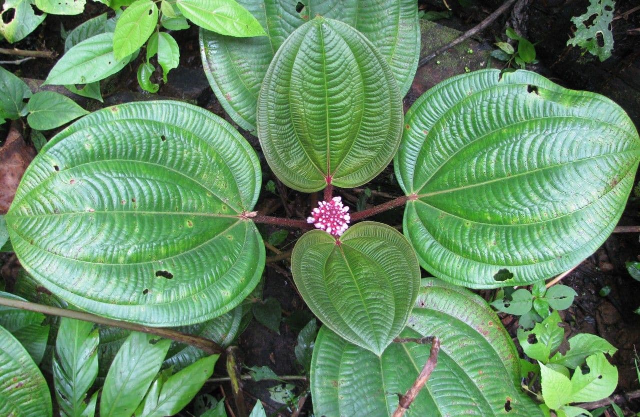 Miconia 6