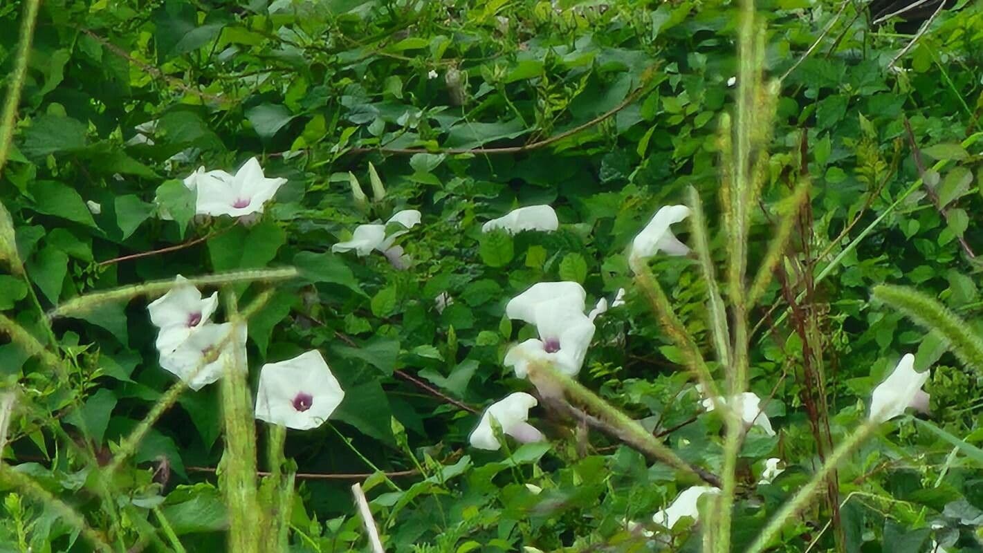 Ipomoea pandurata 6