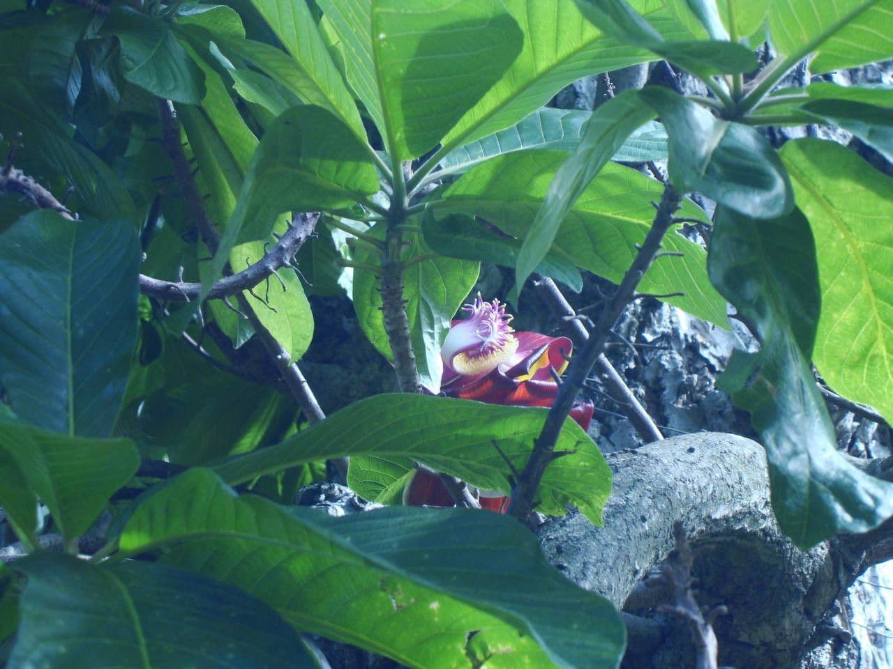 Kanonenbaum 29