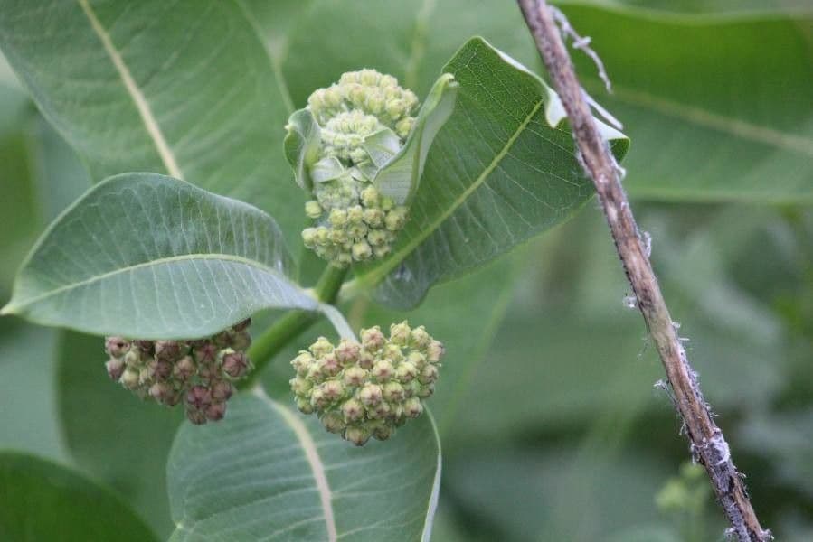 Asclépiade à fleurs vertes 8