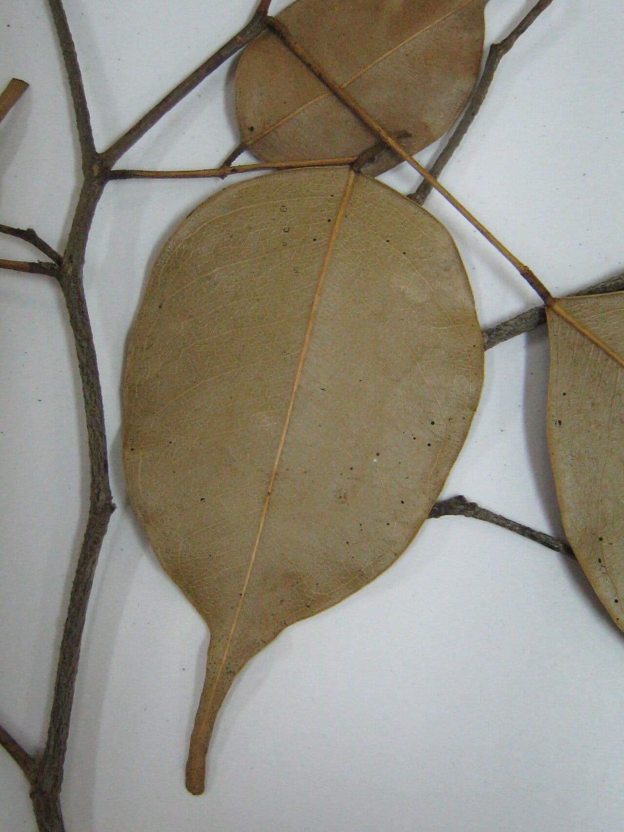 Swartzia