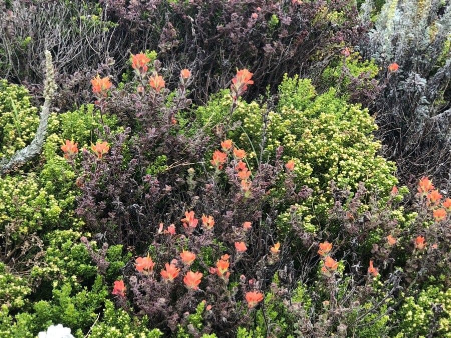 Castilleja Affinis 2