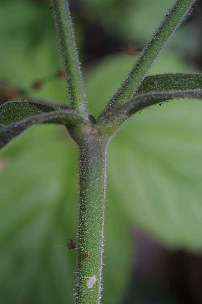 Silene virginica 20