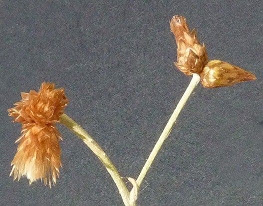 Phagnalon 23