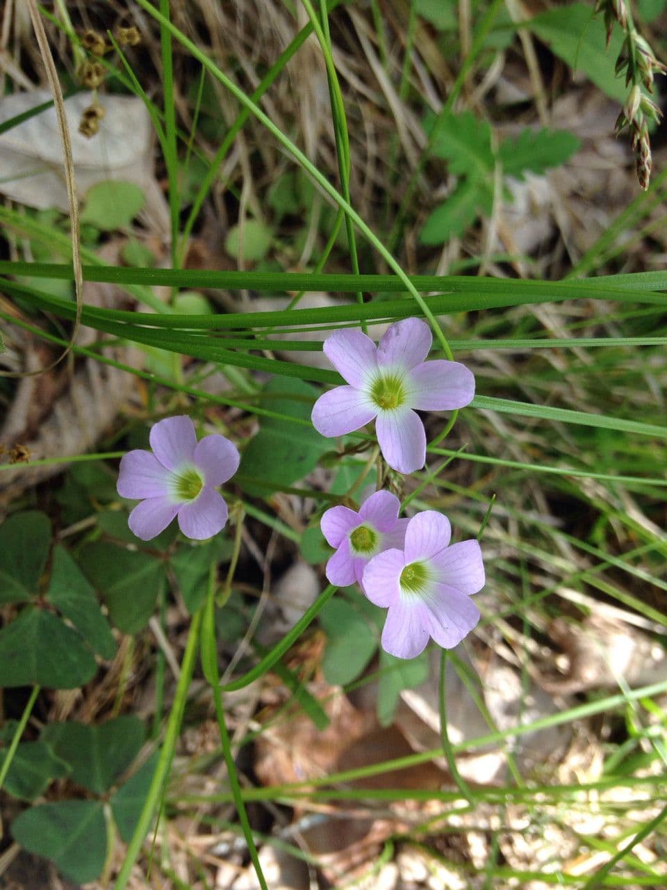 Acetosa viola 7