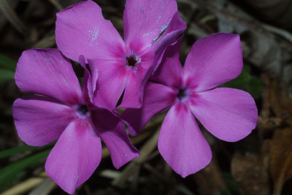 Flocos amoena 2