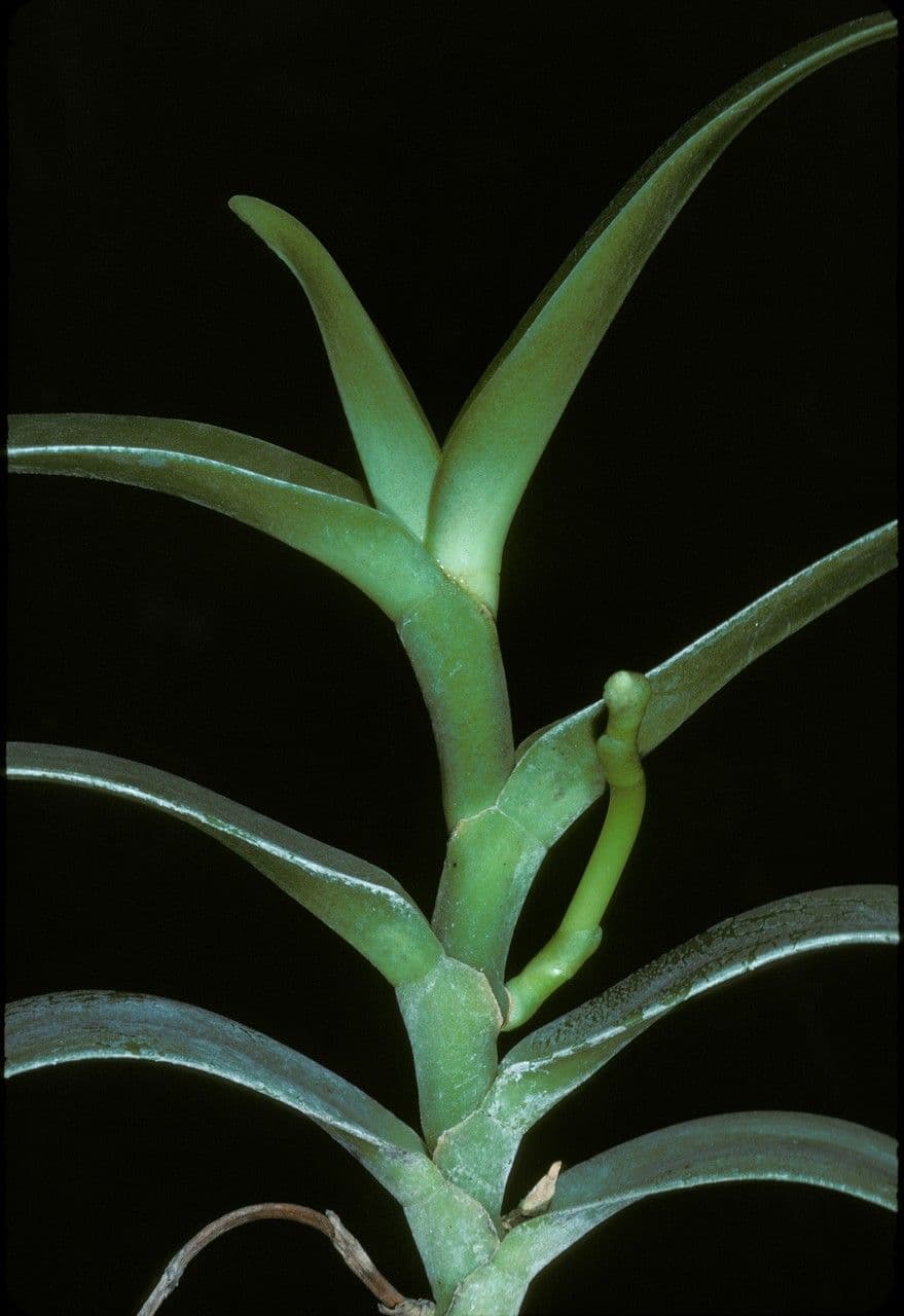 Robiquetia 5