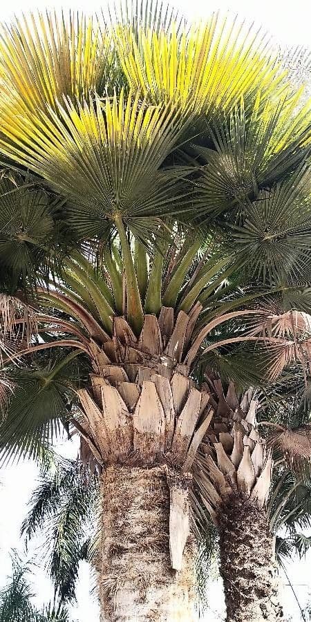 Copernicia 6