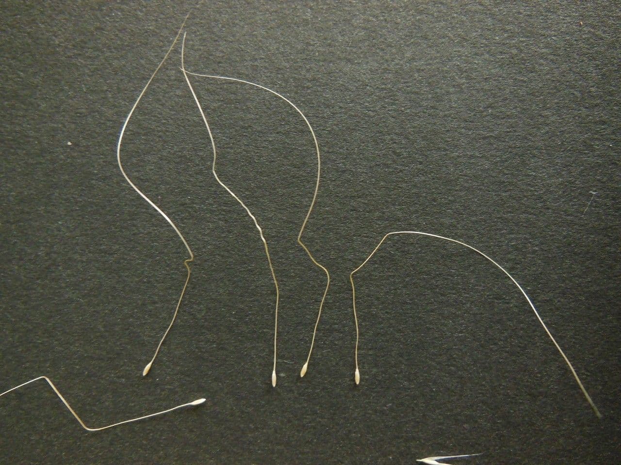 Kavyl vláskovitý 14