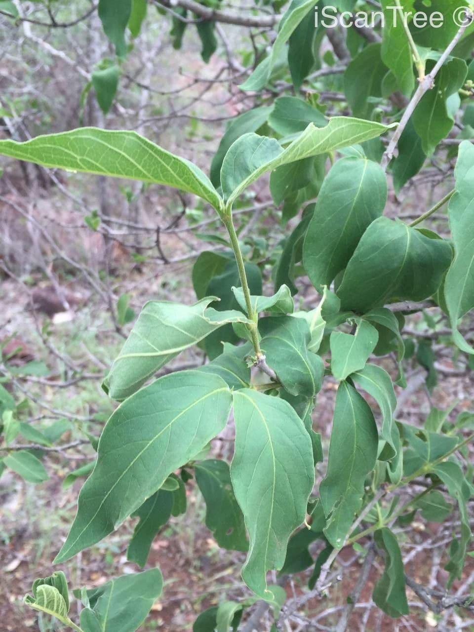 Vangueria 13