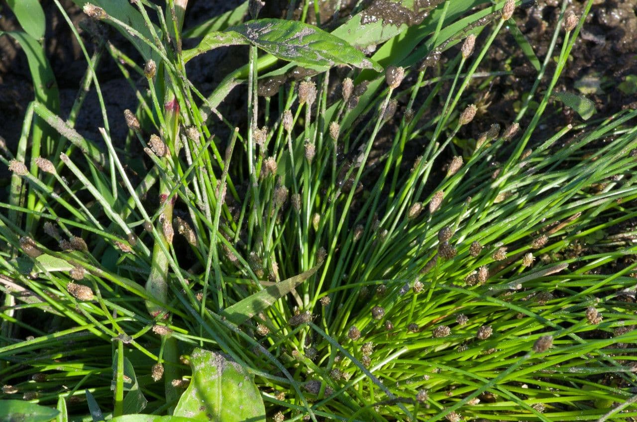 Eleocharis ovata 13