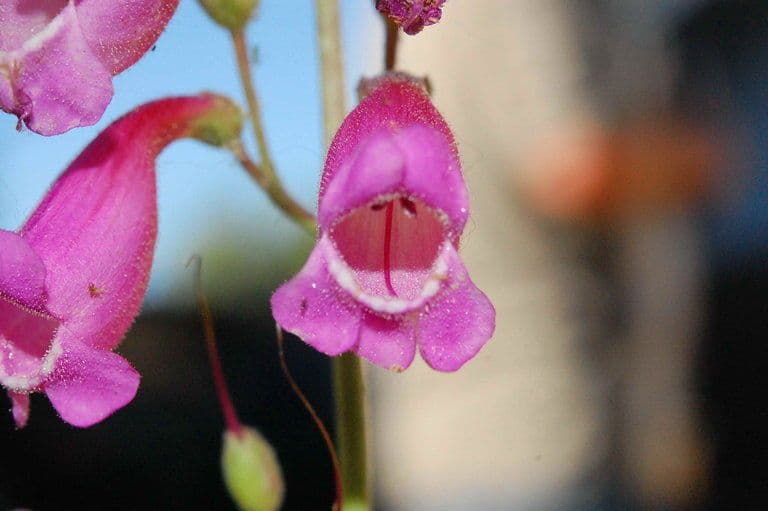 Penstemon 2