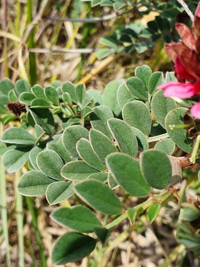 Indigofera 14