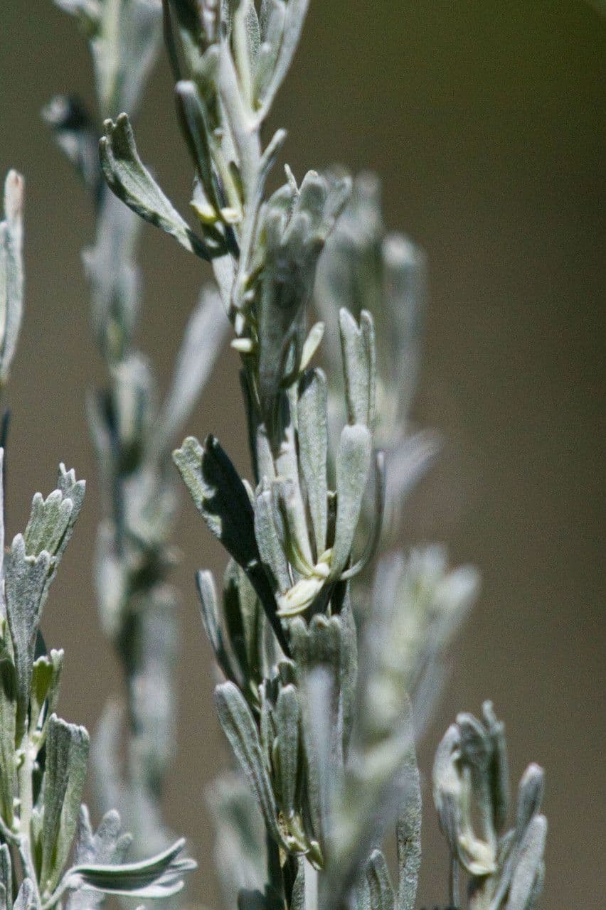 Artemisia tridentata 10