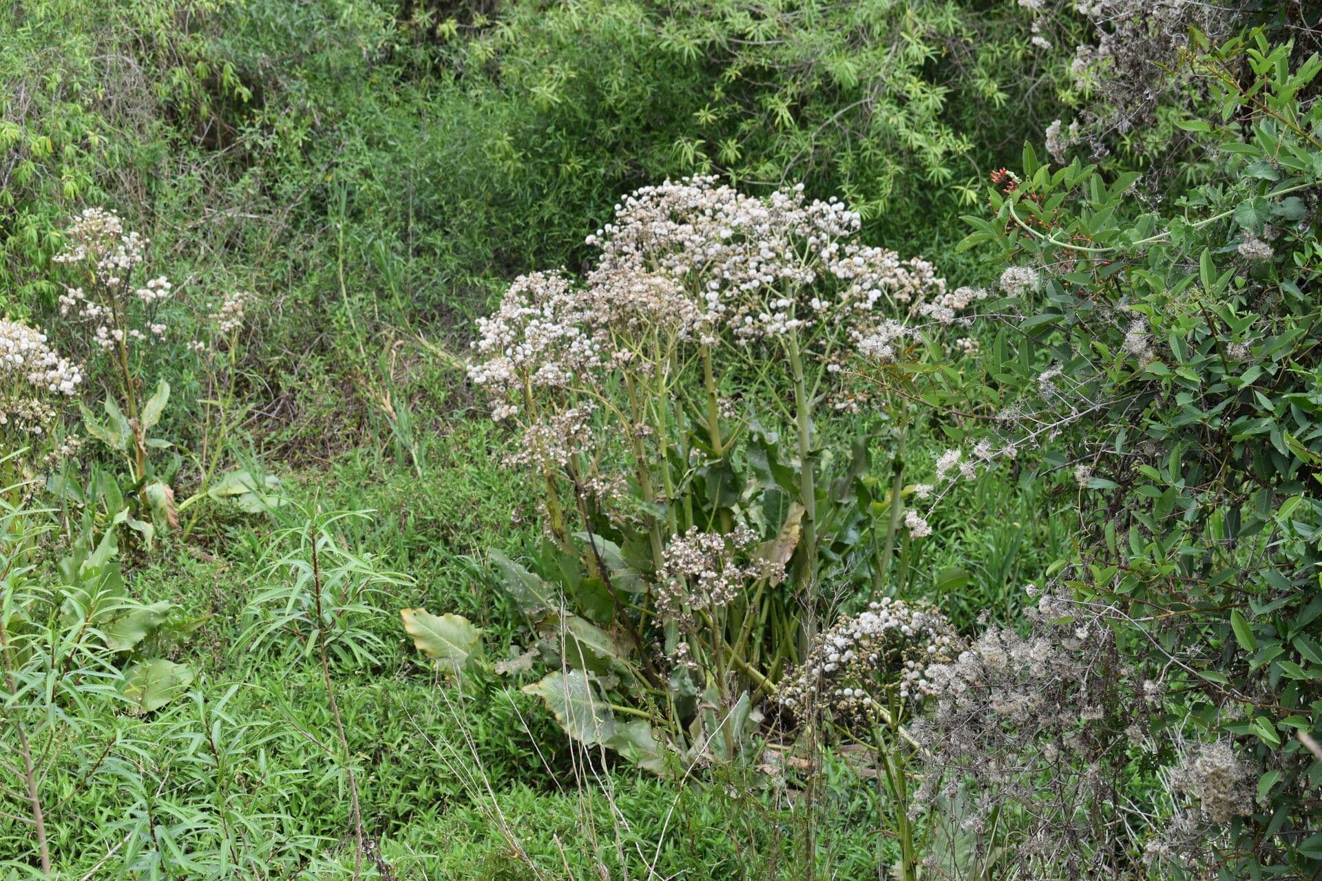 Senecio 16