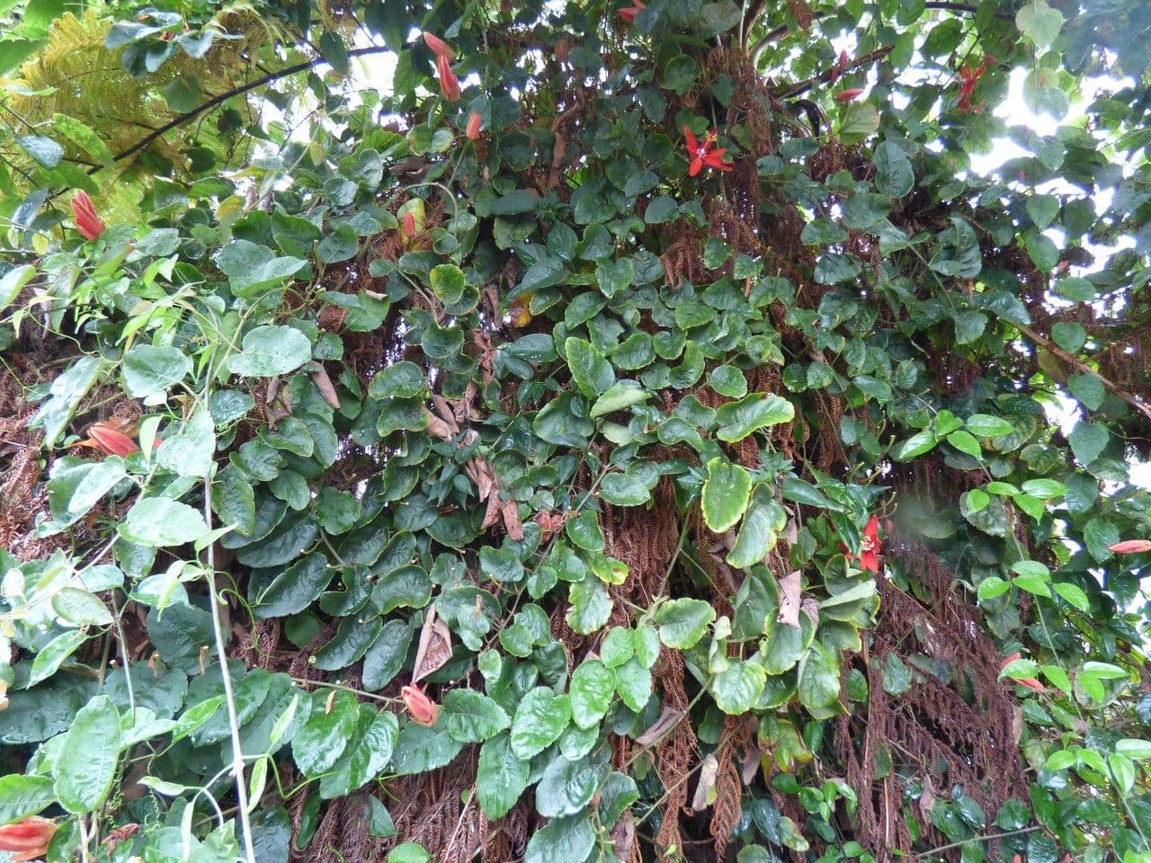 Passiflora 8