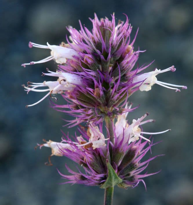 Agastache 4