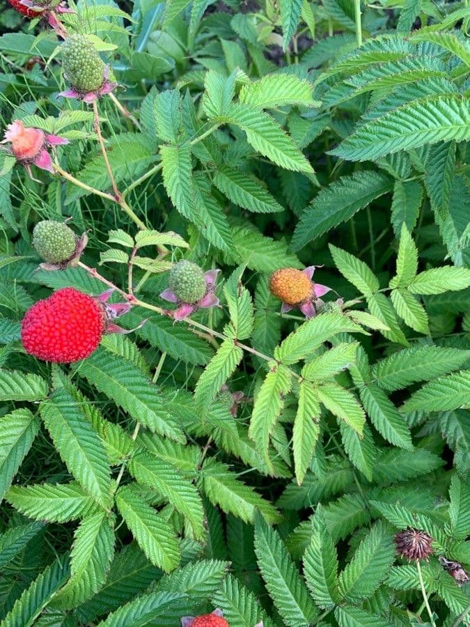 Rubus illecebrosus 3