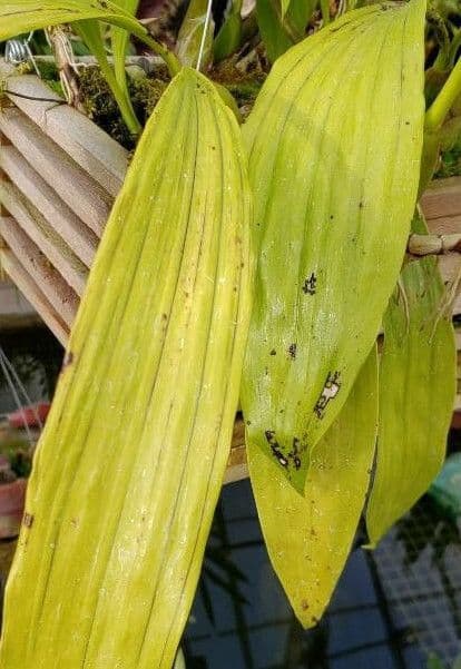 Coelogyne