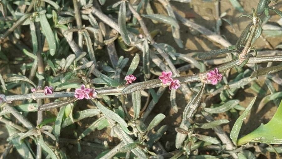 Ammannia 4
