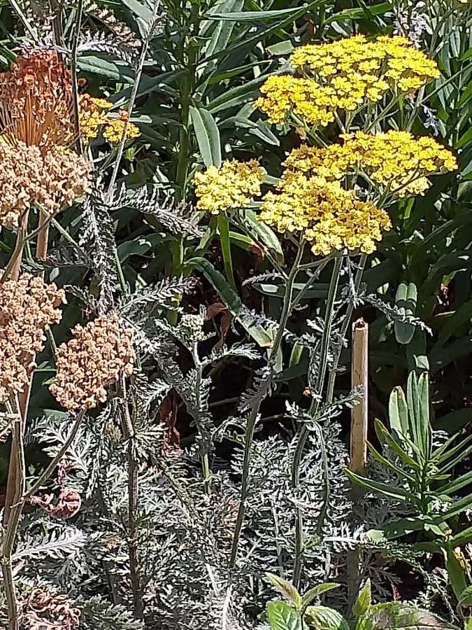 Achillea scutellata 7