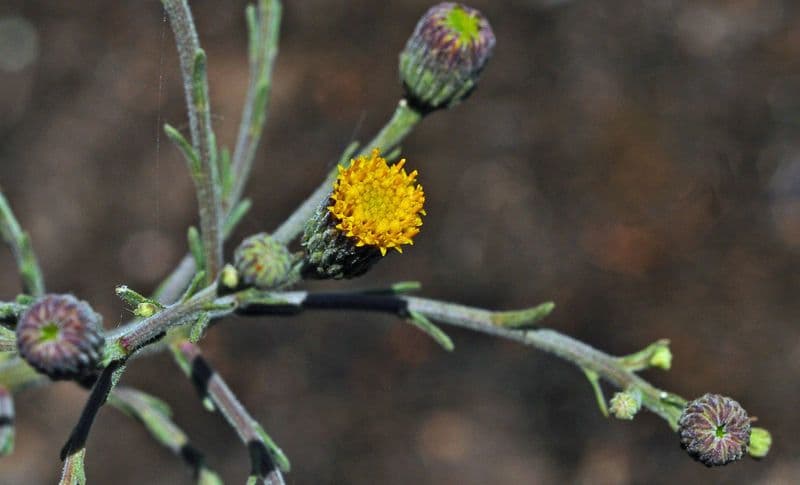 Erigeron 5