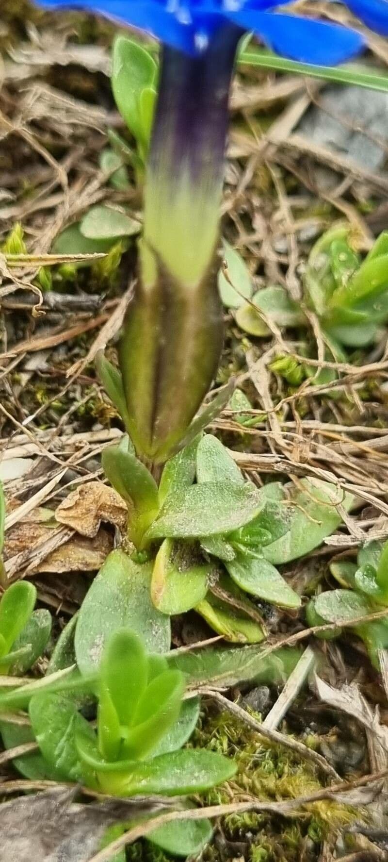 Genziana minore 11