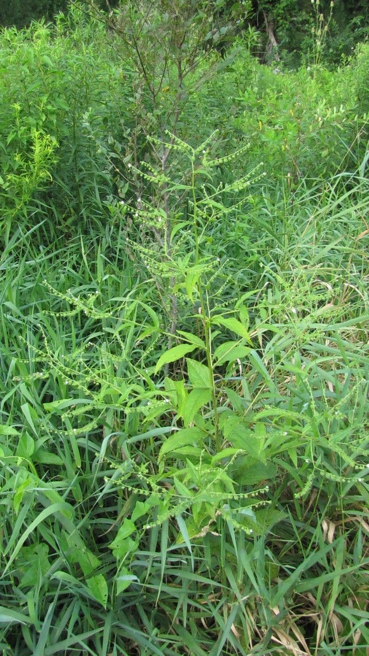 Hackelia virginiana 12