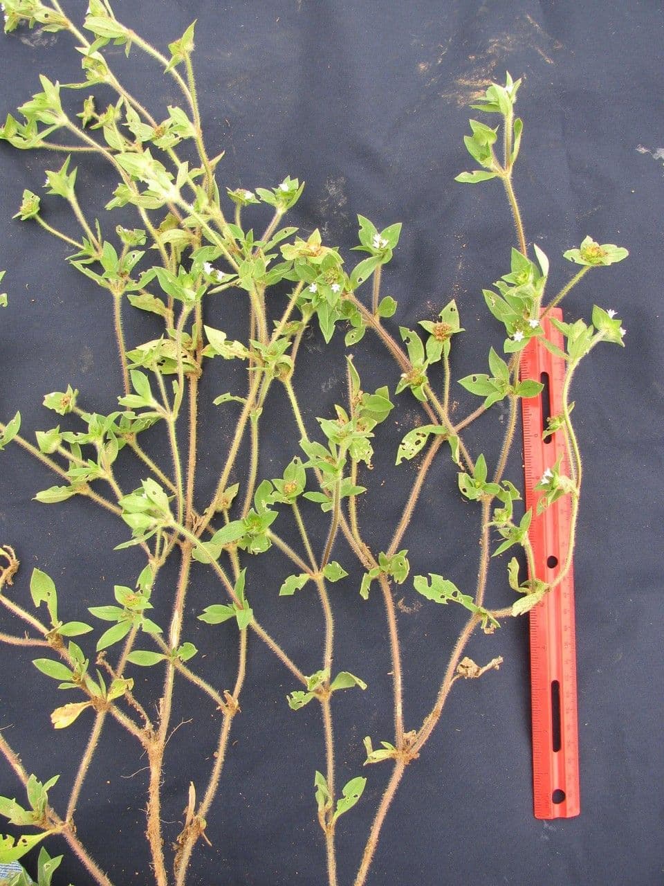Richardia scabra 26