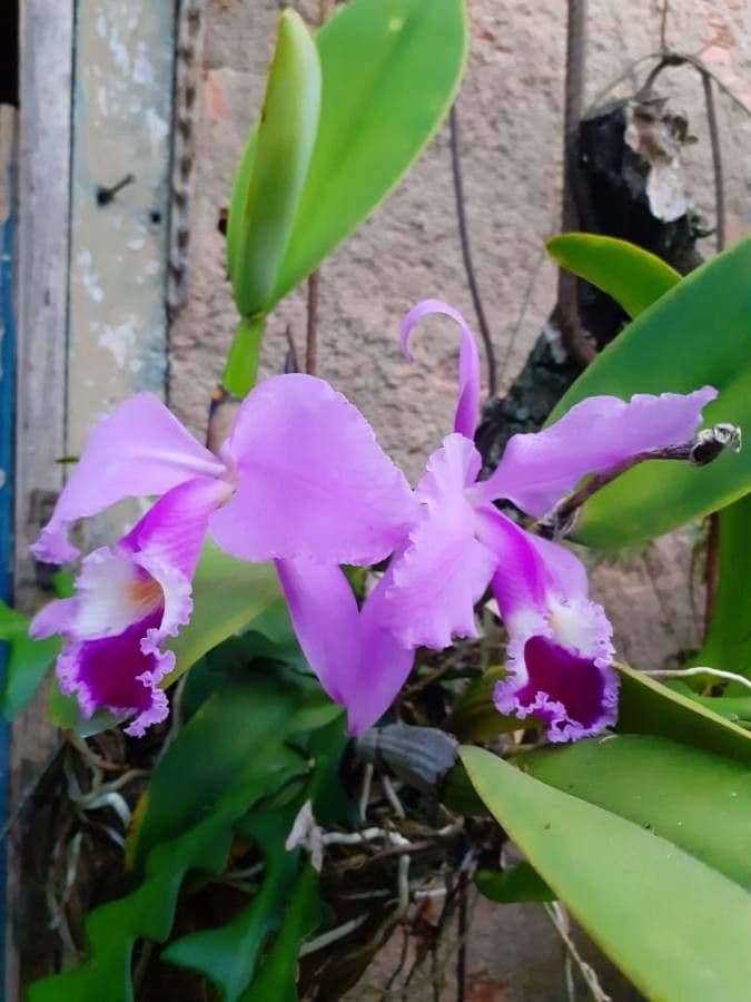 Orchidea 2