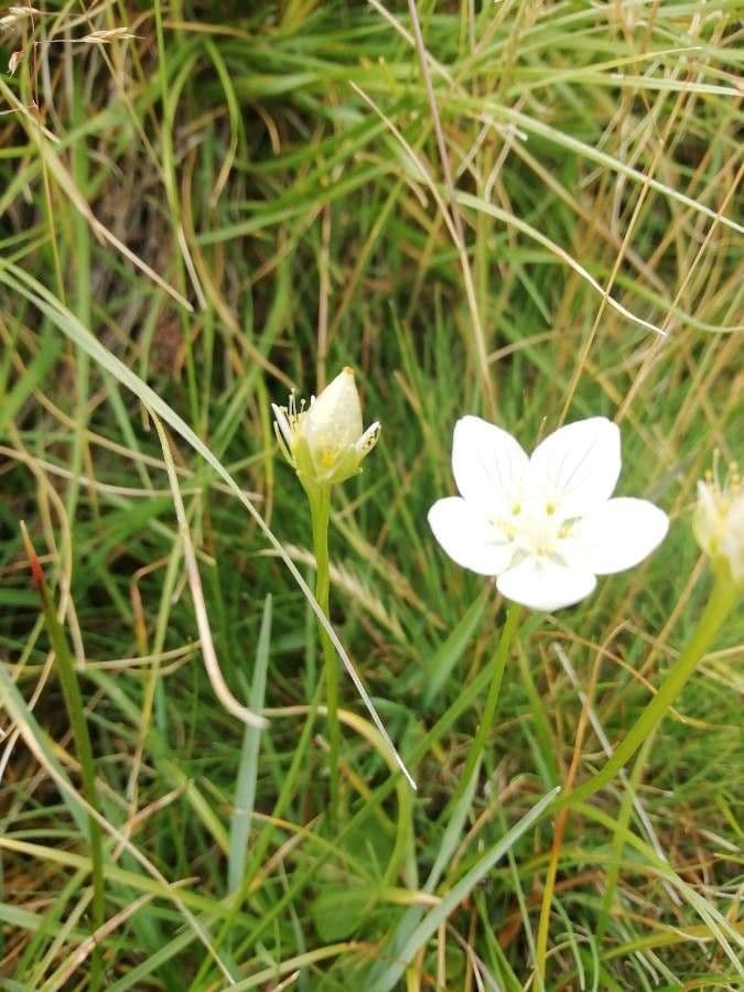 Parnassia